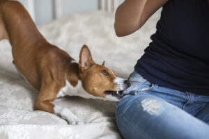 Why Choose KRLG Injury Lawyers to Help After a Dog Bite in Phoenix?